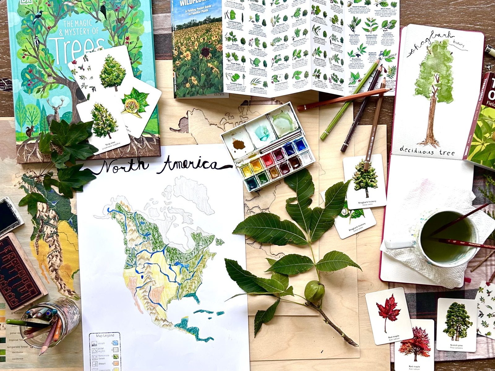 Nature journals, a hand-drawn biome map of North America, tree identification cards and a watercolor hickory study spread across a table