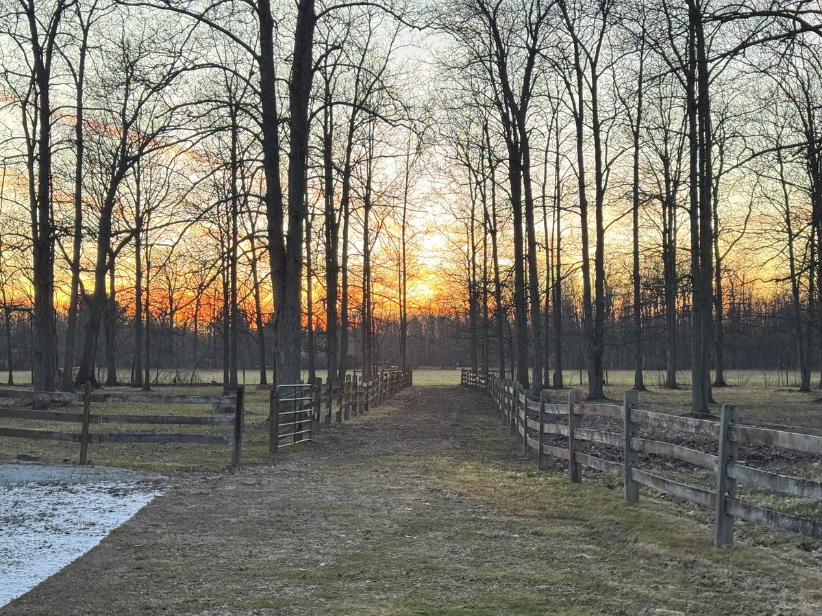 Sunset through bare trees along the fenced path
